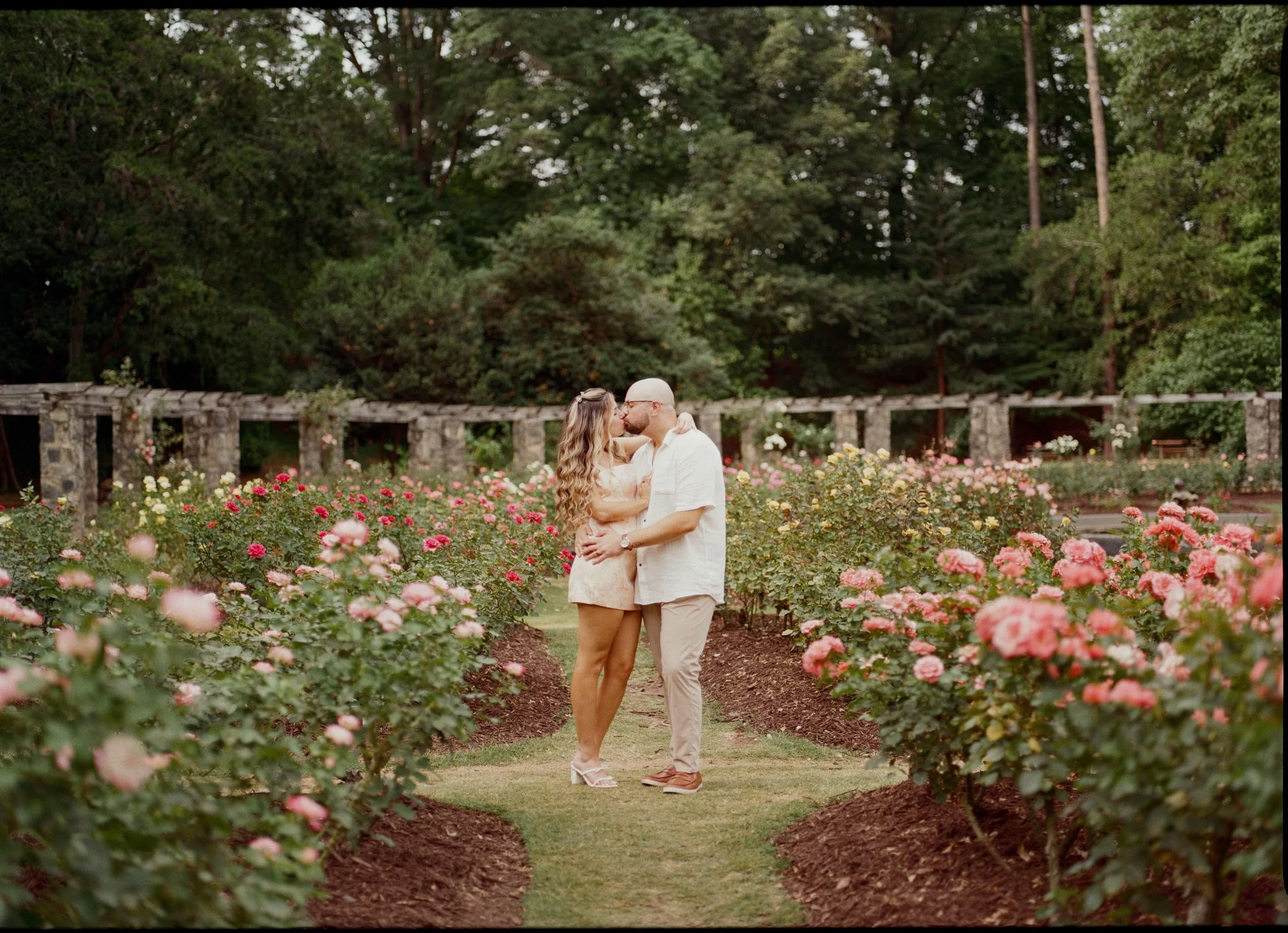 Nicole and Ian kissing on a path between rose beds